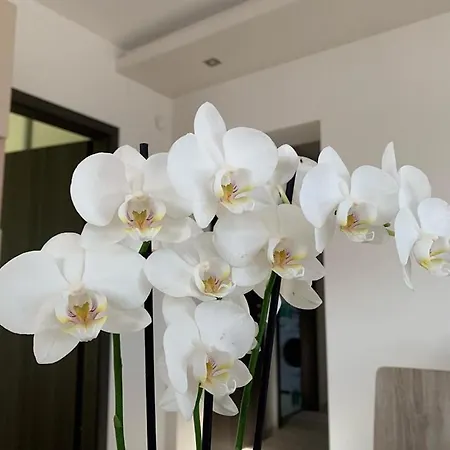 Orchidea Apartmanhaz Apartament
