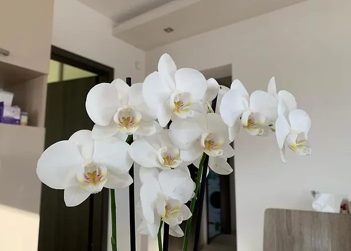 Orchidea Apartmanhaz Apartament